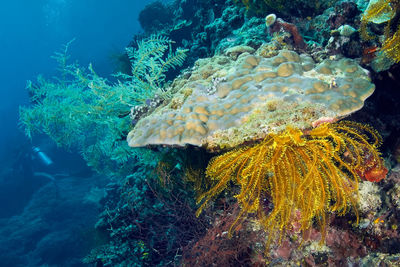 Fish swimming in sea