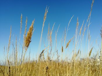 View of stalks in field against blue sky