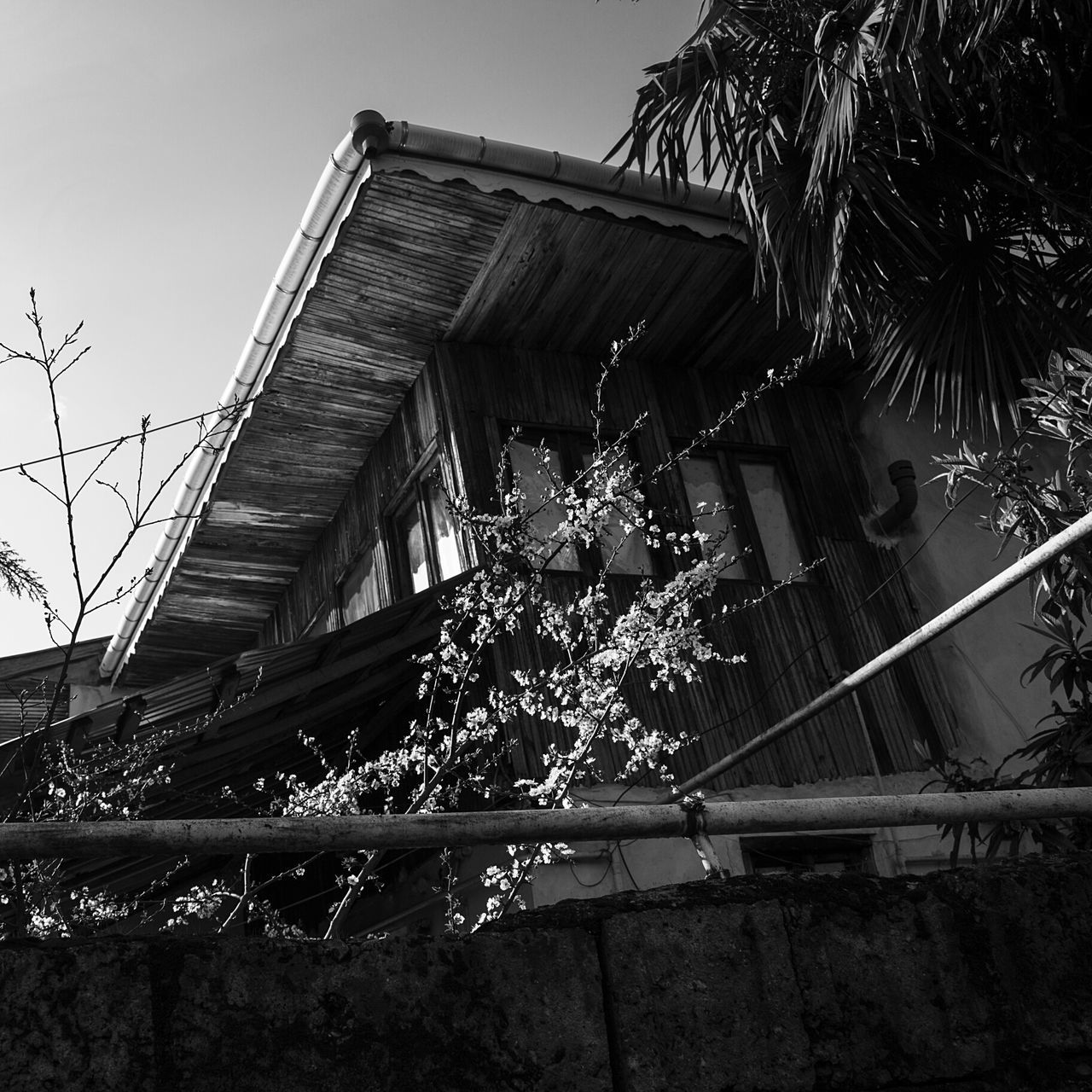 low angle view, built structure, growth, plant, architecture, outdoors, day, tree, no people, building exterior, nature, clear sky, sky