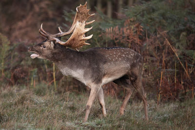 Deer standing in a field