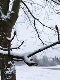 Close-up of tree branch during winter