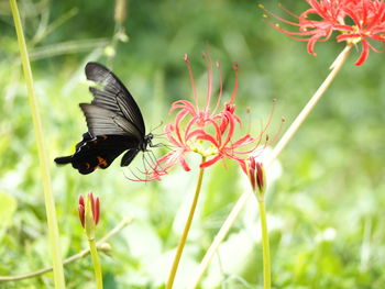 Close-up of butterfly pollinating on flower