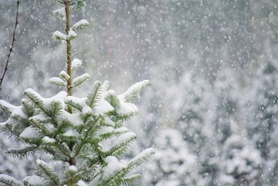 Snowy christmas trees