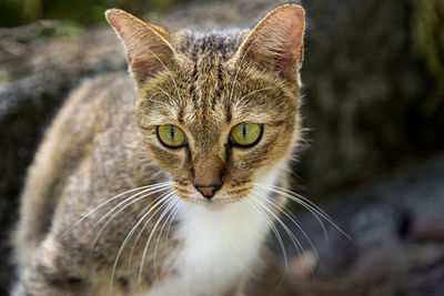 Close-up portrait of a cat