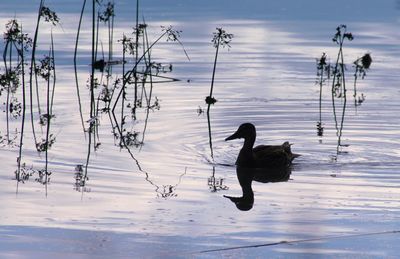 Birds swimming in lake