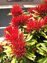 Close-up of red flowers