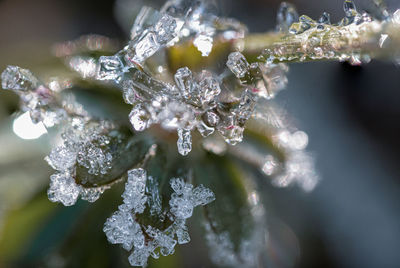 Close-up of frozen plant