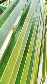 Close-up of palm tree leaves