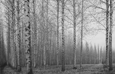 Trees in forest during winter