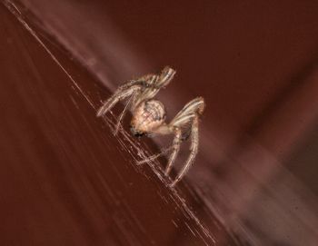 Close-up of spider on web