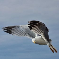 Low angle view of birds flying in sky