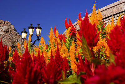 Low angle view of red flowers blooming against clear blue sky