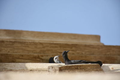 View of birds against the sky