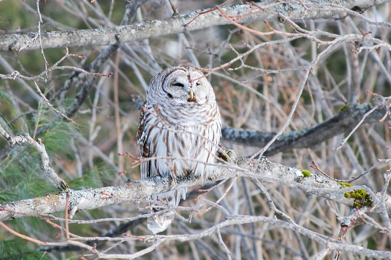 animal themes, one animal, animals in the wild, focus on foreground, wildlife, branch, bird, close-up, tree, perching, owl, outdoors, day, nature, no people, forest, zoo, selective focus, portrait, fence