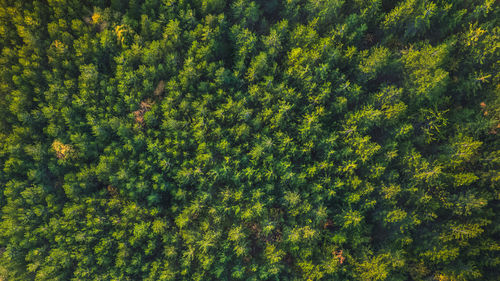 Panoramic aerial view of the forest during sunset