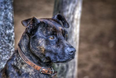 Close-up of dog looking away