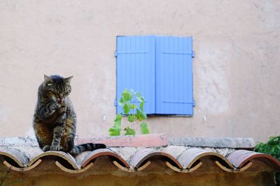 Cat washes on a canopy in front of a window