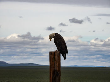 A depressed bald eagle mourning the state of the country