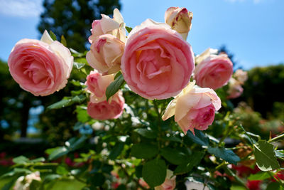 Close-up of pink roses
