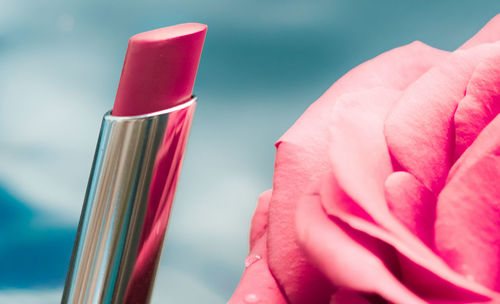 Close-up of pink rose flower