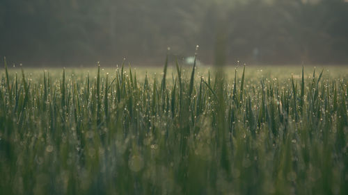 Close-up of wet plants on land