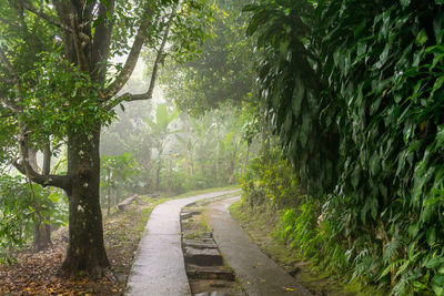 Empty road amidst trees in forest