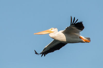 Low angle view of eagle flying in sky