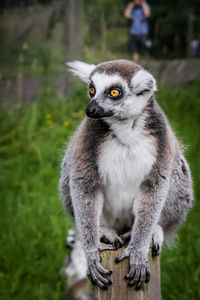 Monkey looking away while sitting on land