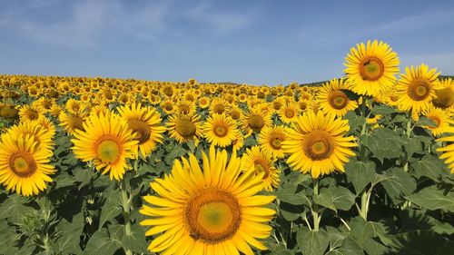 Sunflowers blooming on field against sky