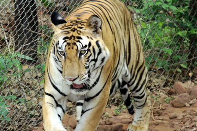 Indian tiger at kanha national park, india