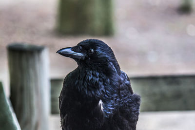 Close-up of a bird looking away