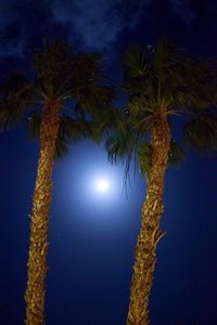 Low angle view of trees against blue sky