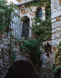 Ivy growing on old building