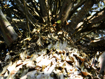 Close-up of bee on leaves