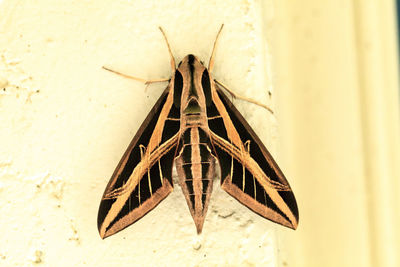 Low angle view of butterfly on wall