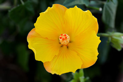 Close-up of yellow rose flower