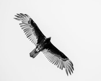 Low angle view of eagle flying against clear sky