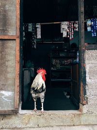 Rooster perching on entrance of shop
