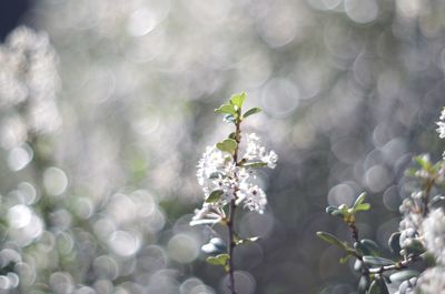 Close-up of flowers growing on tree