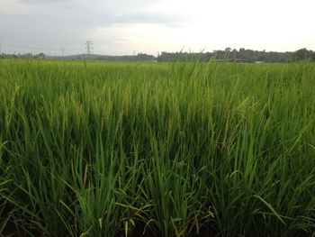 Scenic view of wheat field against sky