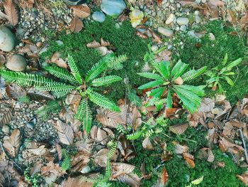 High angle view of plant on field