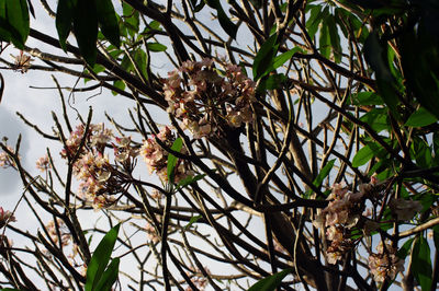 Low angle view of flowering plants on tree