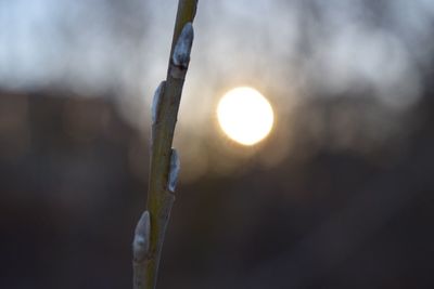 Close-up of plant against sky at sunset