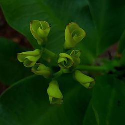 Close-up of plant