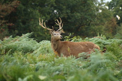 Deer in forest