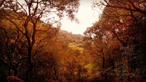 View of trees in forest