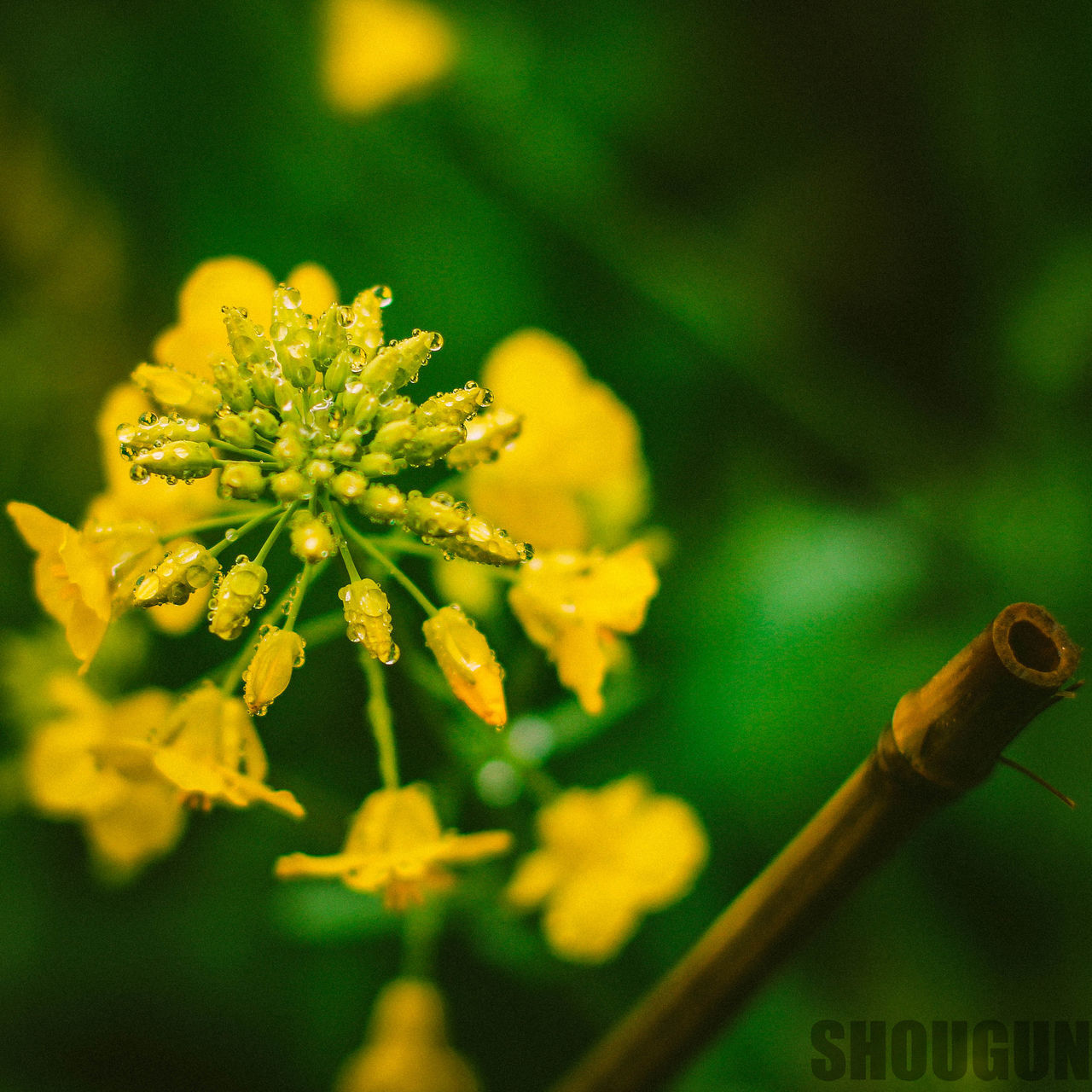 CLOSE-UP OF YELLOW FLOWER BLOOMING IN PARK