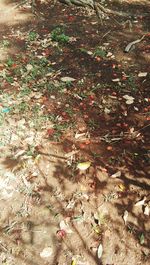 High angle view of dry leaves on field during autumn