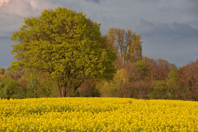 Scenic view of oilseed rape field against sky