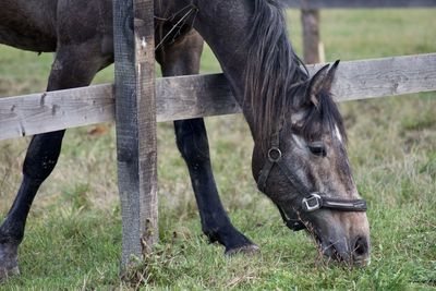 Close-up of a horse on field